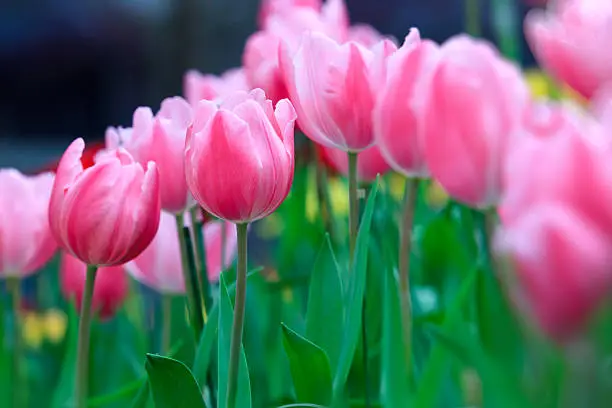 white and pink tulip with bokeh