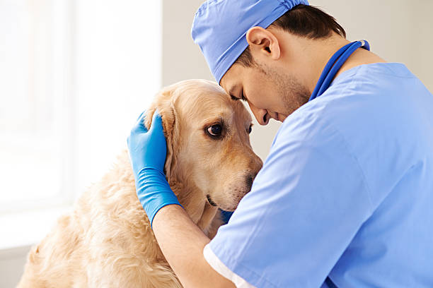 любовь для собак - vet veterinary medicine dog doctor стоковые фото и изображения
