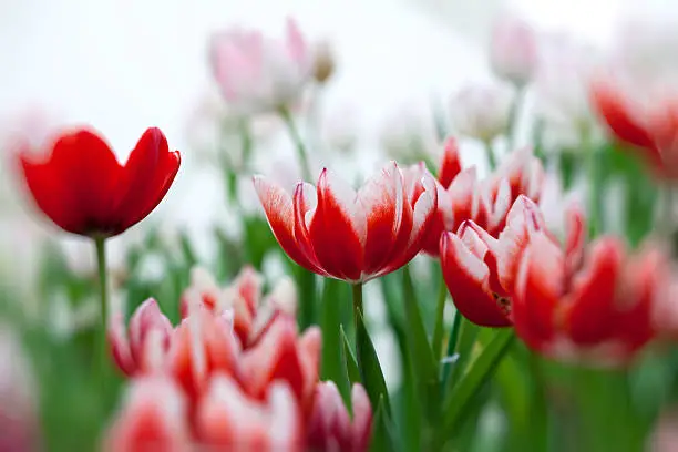 white and red tulip with bokeh