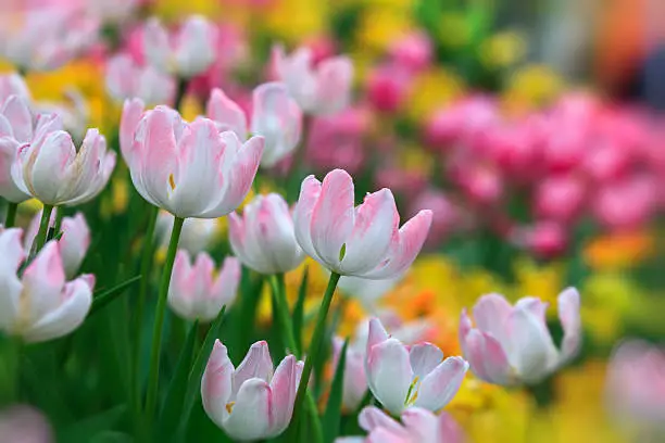 white and pink tulip with bokeh