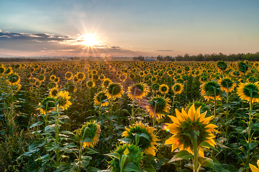 Amazing sunrise over a field of sunflowers