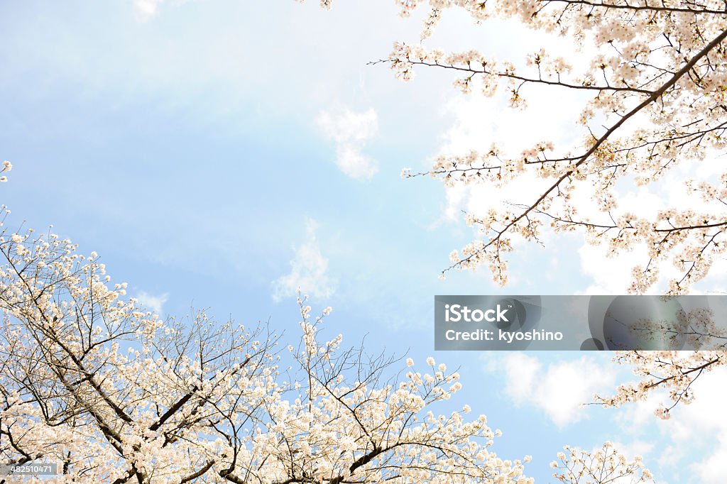 チェリーツリーの春が咲き乱れ、コピースペース付き - カラー画像のロイヤリティフリーストックフォト