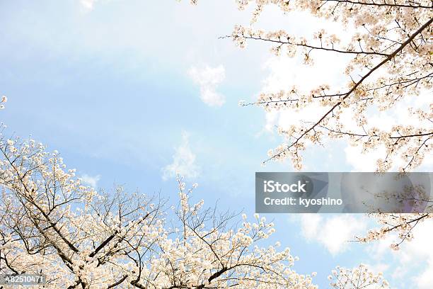 チェリーツリーの春が咲き乱れコピースペース付き - カラー画像のストックフォトや画像を多数ご用意 - カラー画像, サクラの木, フルフレーム