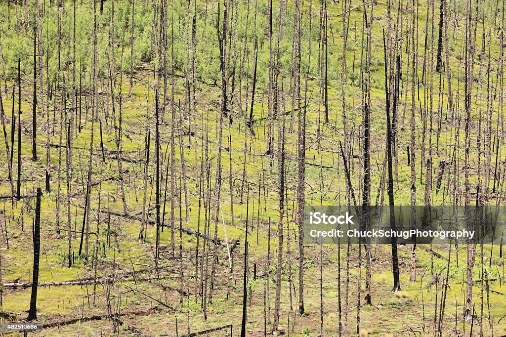Woodland Reforestation Wilderness Wildfire Woodland reforestation ensues in an area destroyed by a wilderness wildfire.  Apache-Sitgreaves National Forest, Arizona, 2015. 2015 Stock Photo