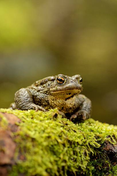 crapaud commum-bufo bufo - common toad photos et images de collection