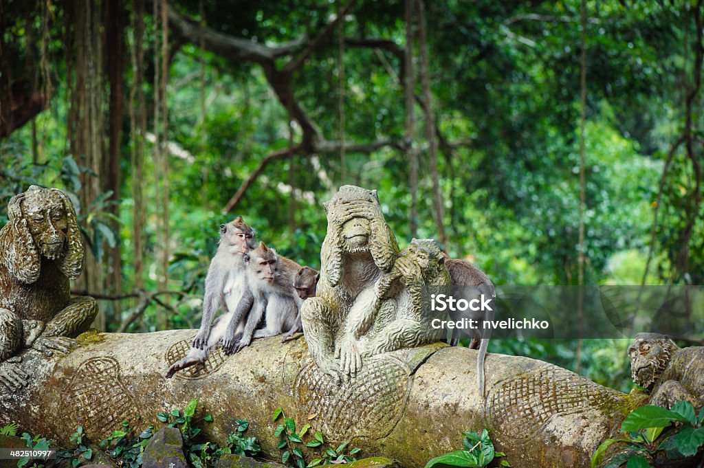 Long-tailed macaques Long-tailed macaques (Macaca fascicularis) in Sacred Monkey Forest, Ubud, Indonesia Monkey Forest Sanctuary Stock Photo