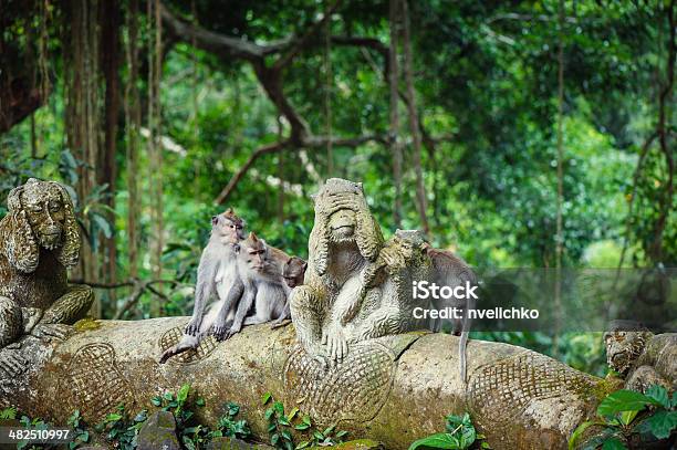 Longtailed Macaques Stock Photo - Download Image Now - Monkey Forest Sanctuary, Bali, Ape