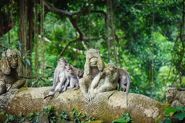 Long-tailed macaques (Macaca fascicularis) in Sacred Monkey Forest, Ubud, Indonesia