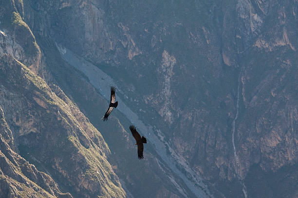 istock Condors at the Colca canyon 482511173