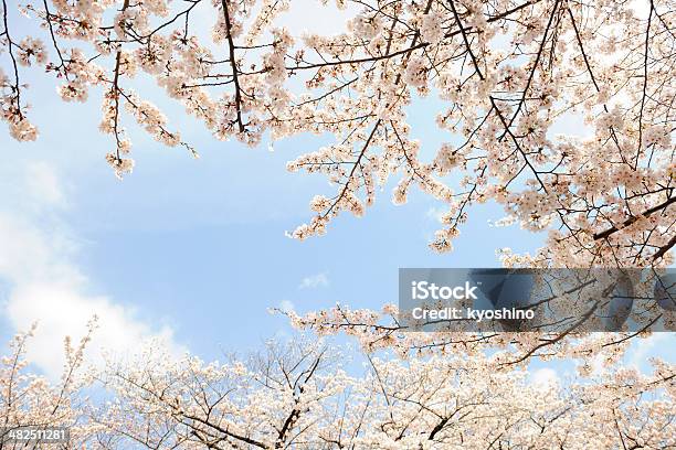 チェリーツリーの春が咲き乱れコピースペース付き - カラー画像のストックフォトや画像を多数ご用意 - カラー画像, サクラの木, フルフレーム