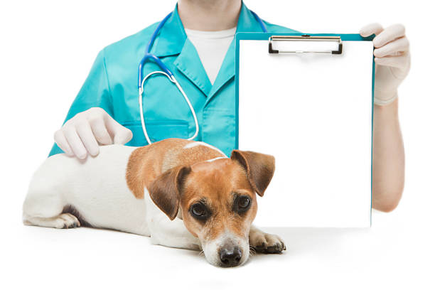 istock Vet and Dog with banner 482511683