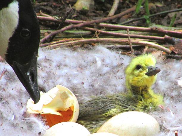 istock mother goose and nest 482511728