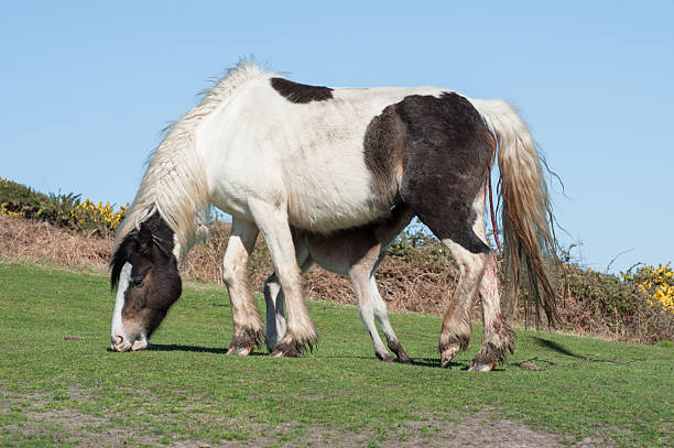 newborn foal feeding newborn foal suckling milk from mum for the first time welsh pony foal stock pictures, royalty-free photos & images