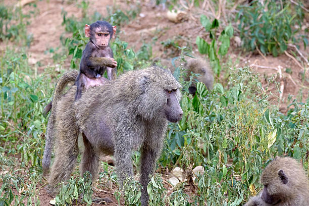 baby baboon riding on mothers back