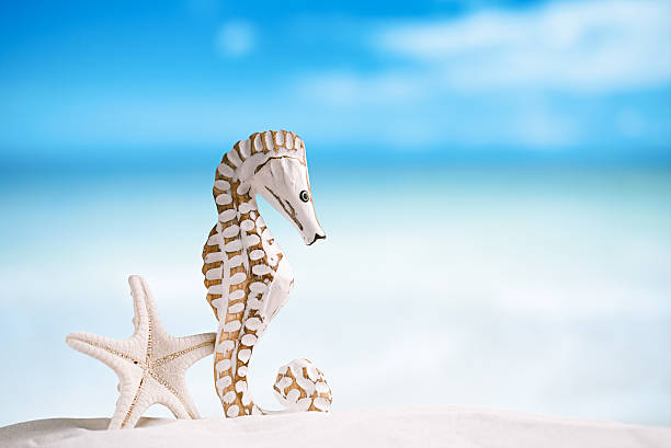 istock seahorse with white starfish on white sand beach 482512422