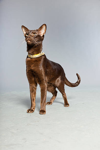 istock Oriental shorthair cat. Dark brown. Siamese breed. 482512677