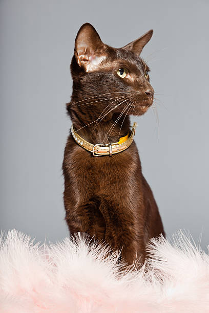 istock Oriental shorthair cat. Dark brown. Siamese breed. 482512691