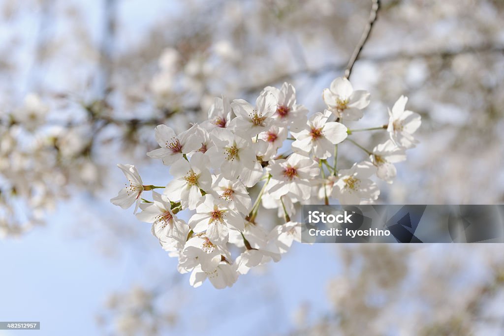 桜の花のフル - アウトフォーカスのロイヤリティフリーストックフォト