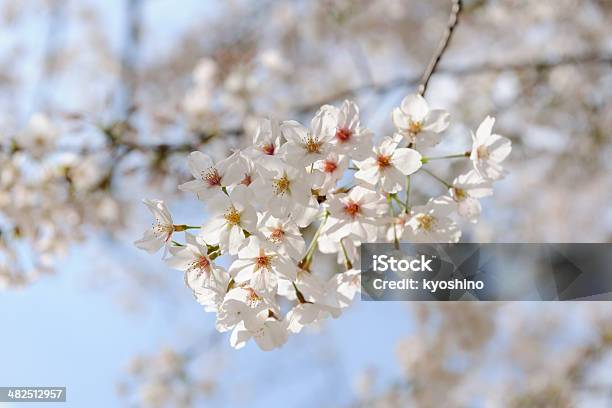 桜の花のフル - アウトフォーカスのストックフォトや画像を多数ご用意 - アウトフォーカス, カラー画像, クローズアップ