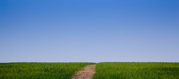 istock wheatfield with path to horizon concept aspiration future 482513031