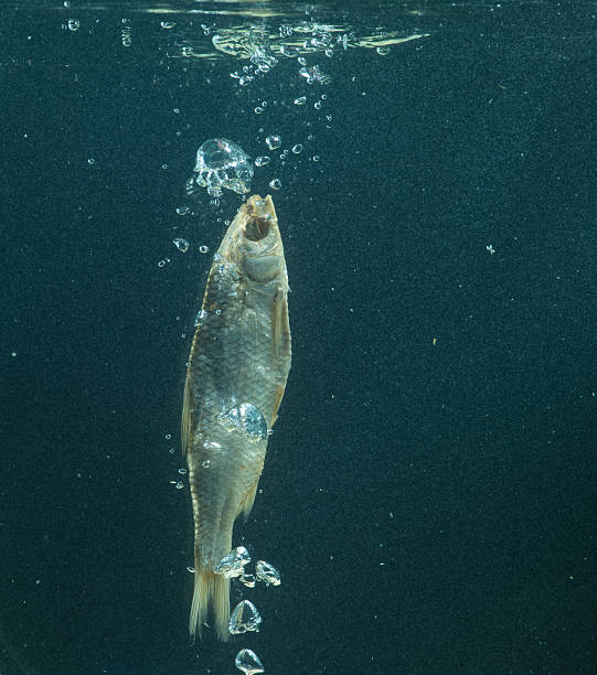 istock fish in the water 482513443