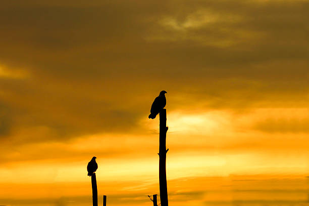 istock Hawk silhouettes on stilts at the lake. 482513835