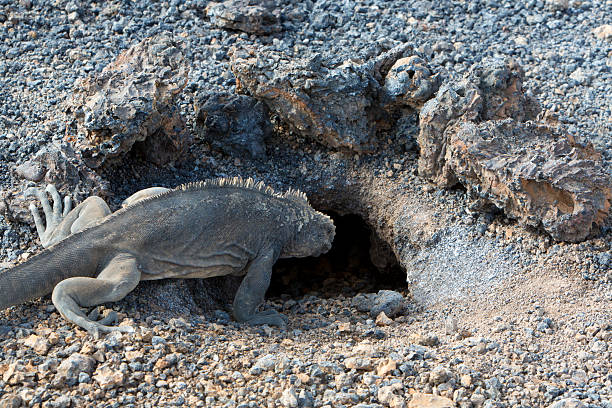 Nest of Iguana, Galapagos Islands, Ecuador stock photo