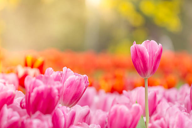 istock Beautiful pink tulips in the spring time 482515380