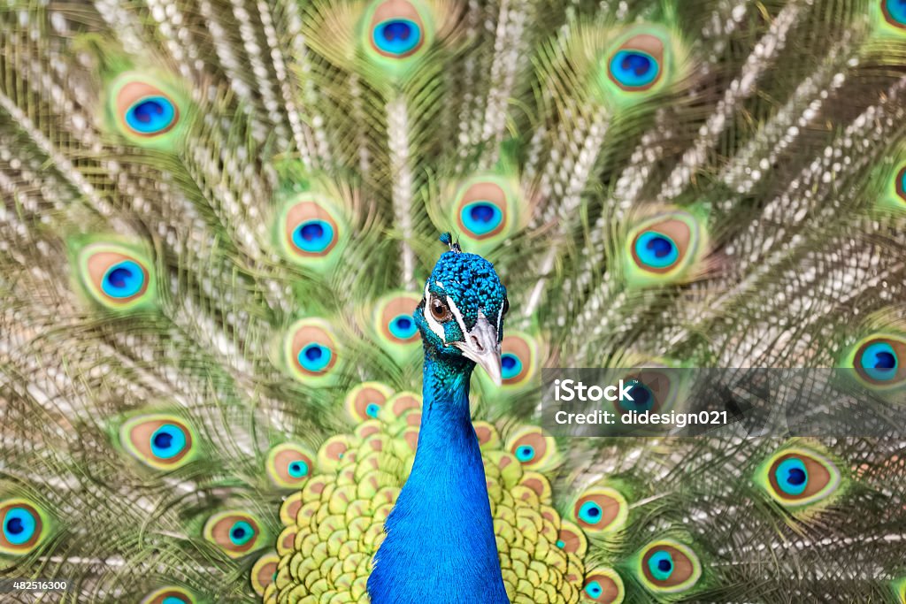 Peacock close up Beautiful colored peakcock close up 2015 Stock Photo