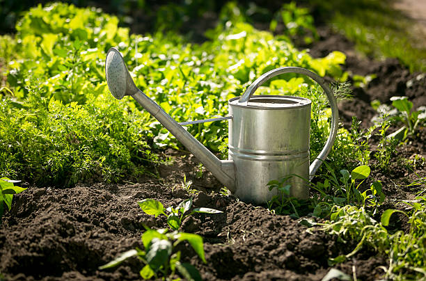 istock stainless watering can on garden bed with growing lettuce 482516450