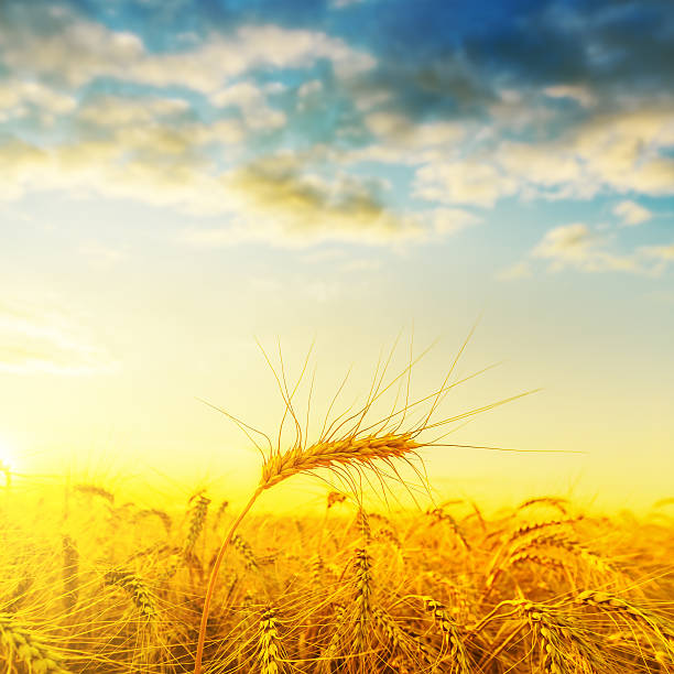 istock golden harvest on field under sunset with clouds 482516972