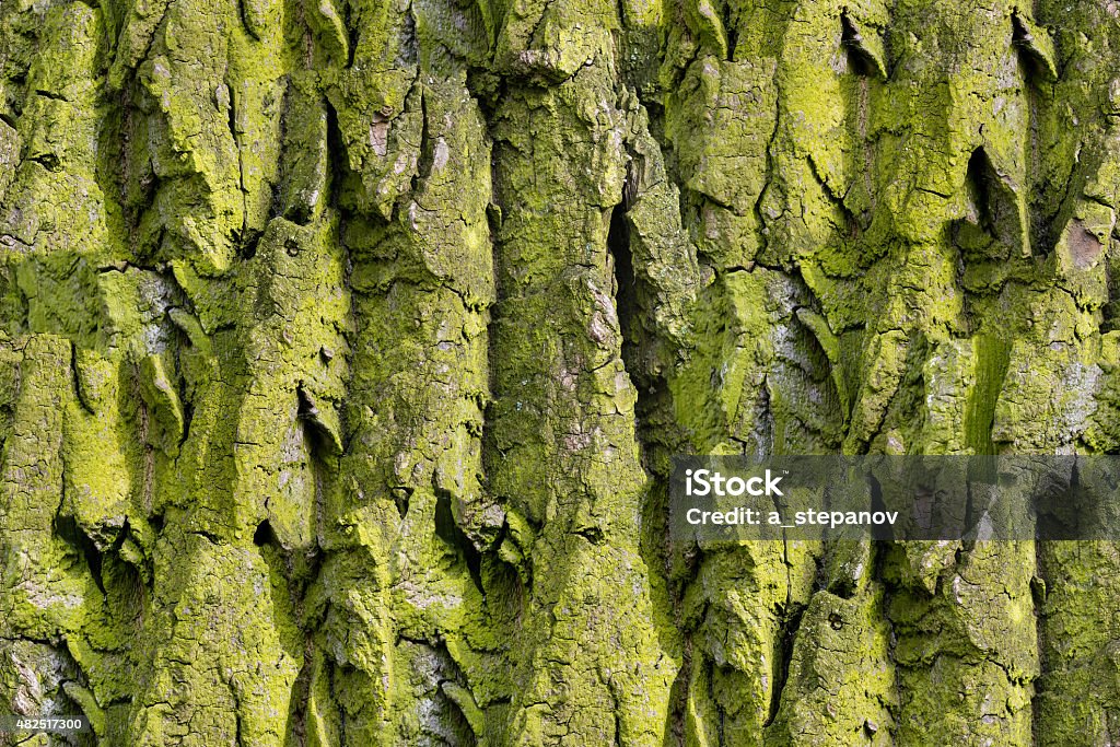 Tree Greenery Tileable Texture Bark Of Tree Seamless Tileable Texture Stock Photo - Download Image Now ...