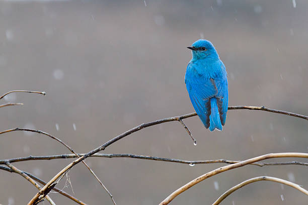 горы bluebird в дождь - mountain bluebird bird bluebird blue стоковые фото и изображения