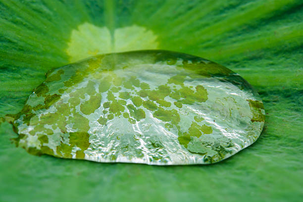 水ドロップと蓮の葉 - drop defocused focus on foreground herbal medicine ストックフォトと画像