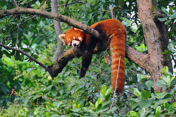 rosso panda bear a albero - panda outdoors horizontal chengdu foto e immagini stock