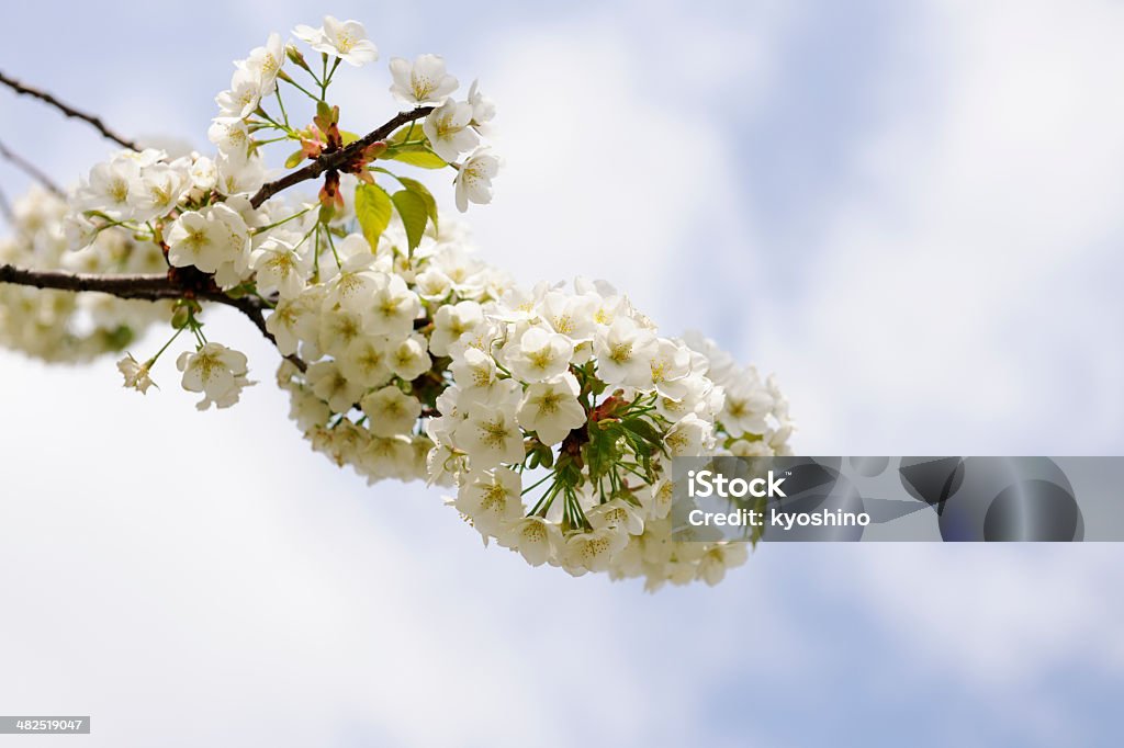 桜の花のフル - アウトフォーカスのロイヤリティフリーストックフォト