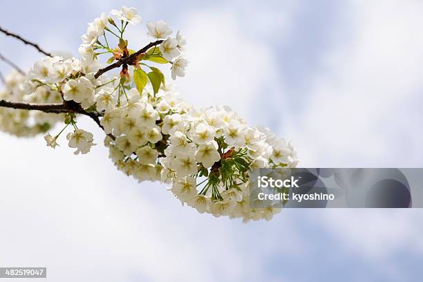 桜の花のフル - アウトフォーカスのストックフォトや画像を多数ご用意 - アウトフォーカス, カラー画像, クローズアップ