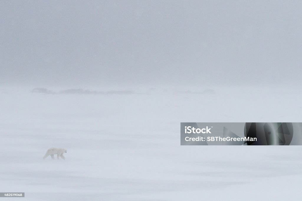 polar bear in a snowstorm a polar bear walks across the ice through a blizzard Blizzard Stock Photo