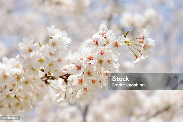 桜の花のフル - アウトフォーカスのストックフォトや画像を多数ご用意 - アウトフォーカス, カラー画像, クローズアップ