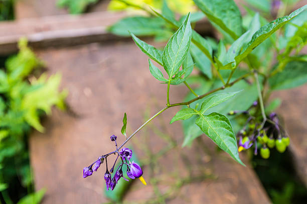 solanum dulcamara (bittersweet, bittersweet nightshade, bitter nightshade, niebieski powojowate - exfoliating scrub exfoliation beauty treatment flower part zdjęcia i obrazy z banku zdjęć