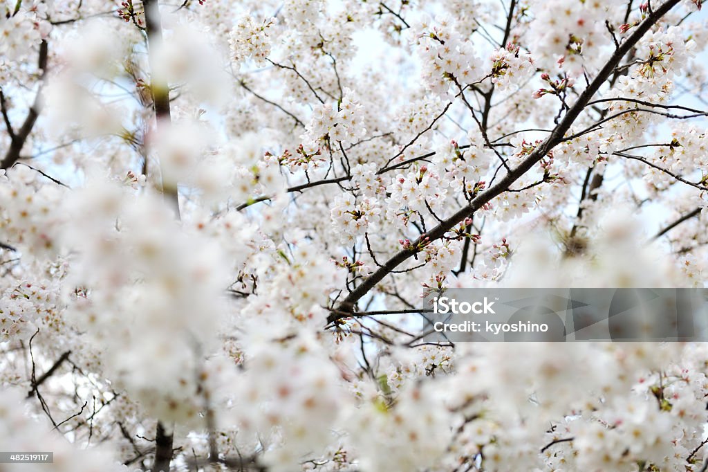 桜の花のフル - アウトフォーカスのロイヤリティフリーストックフォト