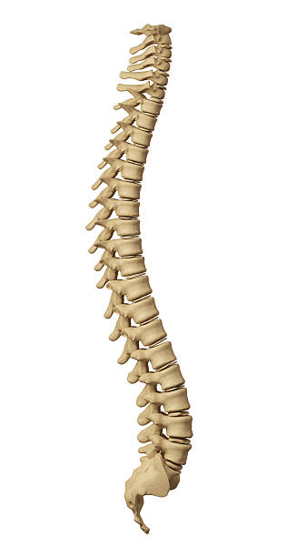 columna vertebral humana - ilium fotografías e imágenes de stock