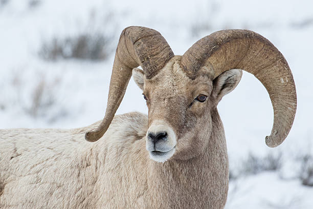 istock bighorn portrait 482519568