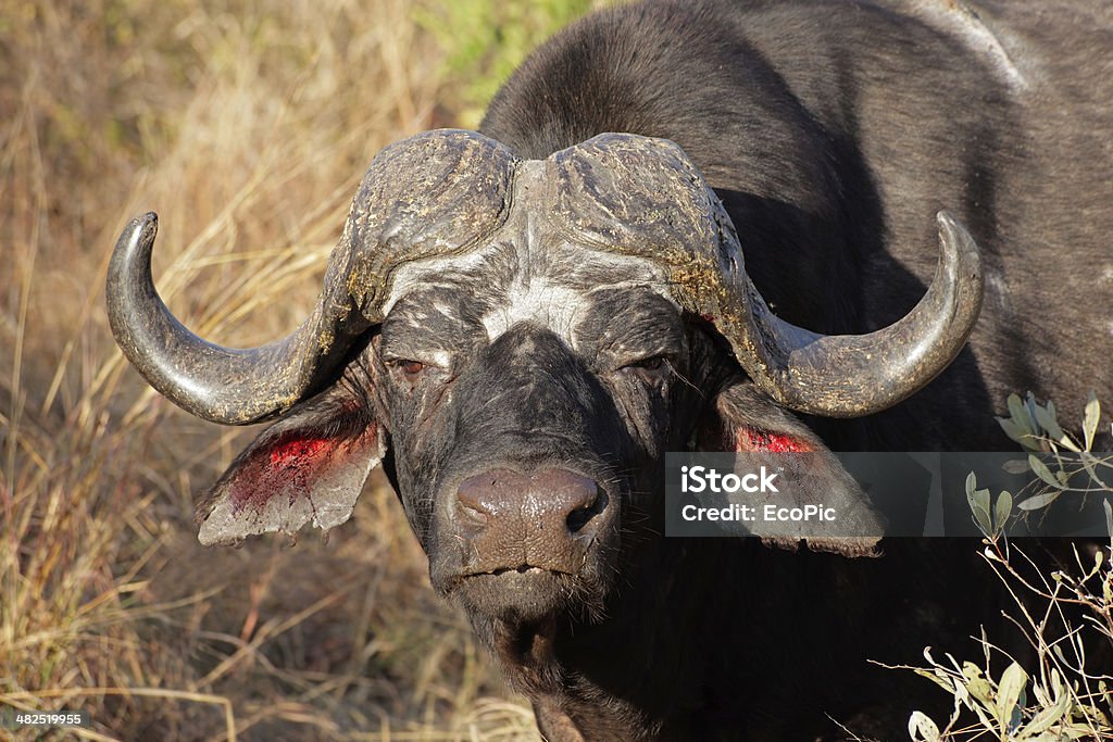 African buffalo bull Portrait of a African or Cape buffalo bull (Syncerus caffer), South Africa Africa Stock Photo