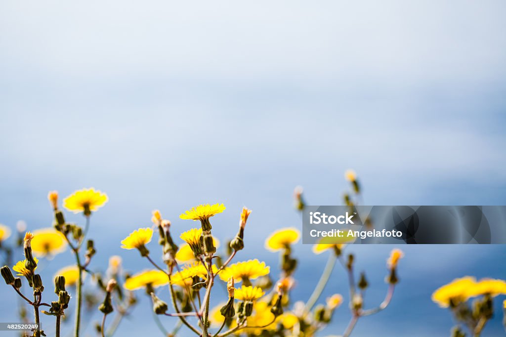 Gras mit Meer im Hintergrund - Lizenzfrei Florida - USA Stock-Foto