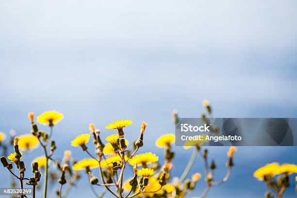 Gras Mit Meer Im Hintergrund Stockfoto und mehr Bilder von Florida - USA - Florida - USA, Landschaft, Makrofotografie