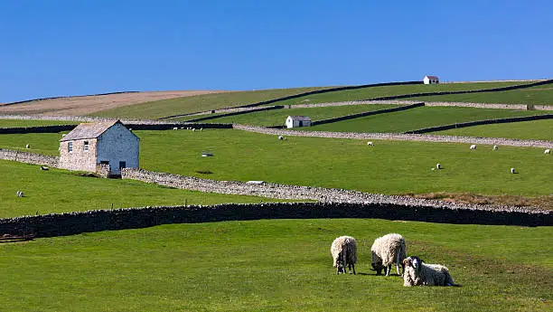 Dry stone walls separate fields of sheep near Low Force in Teesdale