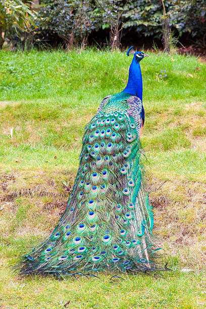 istock Rear view of a peacock displaying his fine feathers 482521857