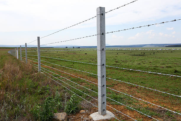 istock Cattle Fence on Farm 482521935