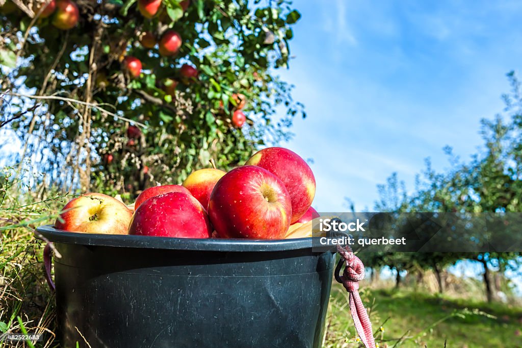 Rote Äpfel in einem Eimer - Lizenzfrei Apfel Stock-Foto